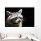Racoon Front Black Portrait Wall Decal