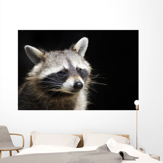 Racoon Front Black Portrait Wall Decal