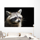 Racoon Front Black Portrait Wall Decal