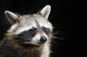 Racoon Front Black Portrait Wall Decal
