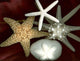 Star Fish Shells Wall Decal