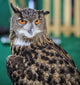 Eagle Owl Head Turned Wall Decal