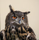 Eagle Owl Wall Decal