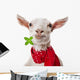 Funny Goat Wall Decal