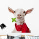 Funny Goat Wall Decal