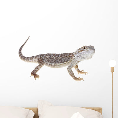 Bearded Dragon Wall Decal shown on a wall