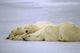 Polar Bear with Her Wall Decal
