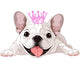 Pink Royal French Bulldog Wall Decal