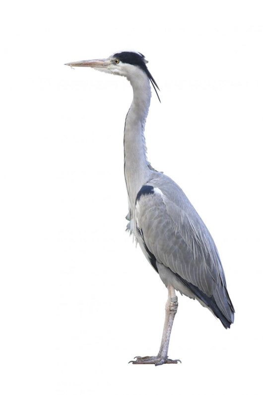 Heron over White Wall Decal