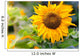 Sunflower in a Field Wall Decal
