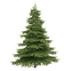 Spruce Tree Wall Decal