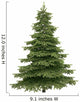 Spruce Tree Wall Decal