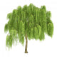 Weeping Willow Tree Wall Decal