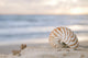 Shell Beach Wall Decal