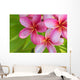 Pink Plumeria Bunch Wall Decal