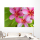 Pink Plumeria Bunch Wall Decal