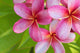 Pink Plumeria Bunch Wall Decal
