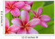 Pink Plumerias Wall Decal