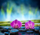Orchids Stone and Bamboo Wall Decal