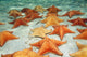 Sea Stars Sandy Ocean Wall Decal