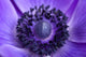 Purple Anemone up Wall Decal