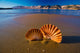 Beautiful Landscapes Shells Beach Wall Decal