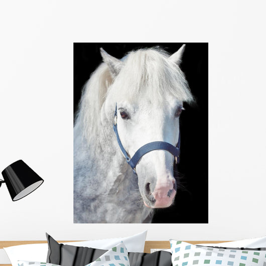 Portrait Gray Welsh Pony Wall Decal