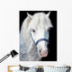 Portrait Gray Welsh Pony Wall Decal