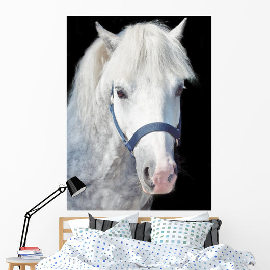 Portrait Gray Welsh Pony Wall Decal