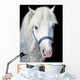Portrait Gray Welsh Pony Wall Decal