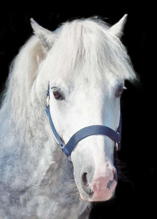 Portrait Gray Welsh Pony Wall Decal