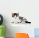 Gray with White Kitten Wall Decal