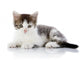 Gray with White Kitten Wall Decal