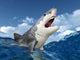 White Shark Wall Decal
