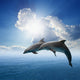 Dolphins Jumping Wall Decal