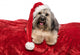 Funny Christmas Dog Wall Decal