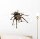 Black Tarantula Wall Decal