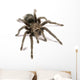 Black Tarantula Wall Decal