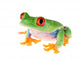 Red-eye Tree Frog Wall Decal