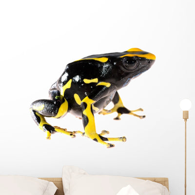 Yellow Dart Frog Wall Decal shown on a wall