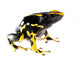 Yellow Dart Frog Wall Decal