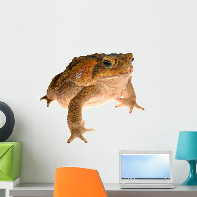 Cane Toad Wall Decal shown on a wall
