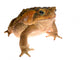 Cane Toad Wall Decal