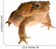 Cane Toad Wall Decal