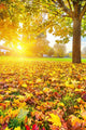 Sunny Autumn Foliage Wall Decal
