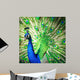 Splendid Peacock with Feathers Wall Decal
