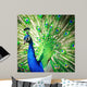 Splendid Peacock with Feathers Wall Decal