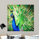 Splendid Peacock with Feathers Wall Decal