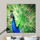 Splendid Peacock with Feathers Wall Decal