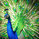 Splendid Peacock with Feathers Wall Decal